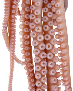 2-cork-similiar-to-octopus-suction-cup-241x300