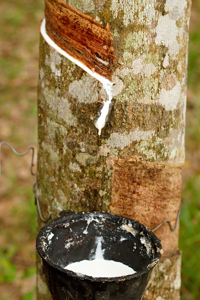 Print-Tree-Sapling